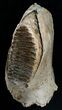 Partial Upper Mammoth Jaw - North Sea #4907-1